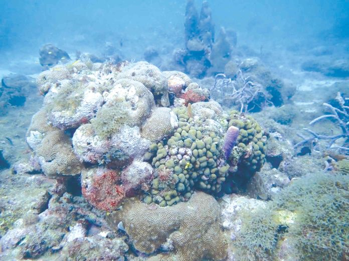 FOSSIL REEFS_result