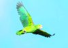 PSA from the Aruba Conservation Foundation: How to behave when you see a “lora”