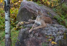 Where mountain lions roam, fewer deer in the headlights