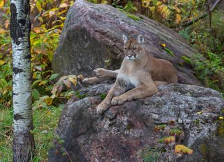 Where mountain lions roam, fewer deer in the headlights