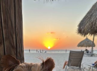 Luigi and his parents love Aruba!