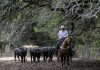 Trump’s beef policies irk Texas ranchers, testing their loyalty