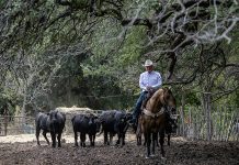 Trump’s beef policies irk Texas ranchers, testing their loyalty
