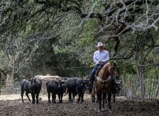 Trump’s beef policies irk Texas ranchers, testing their loyalty