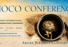 Aruba to host first international Burrowing Owl Conservation Conference; Historic four-day gathering unite local and international expertise around the future of Arubaās endemic Shoco
