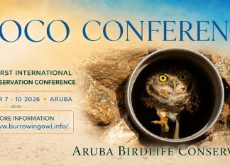 Aruba to host first international Burrowing Owl Conservation Conference; Historic four-day gathering unite local and international expertise around the future of Aruba’s endemic Shoco