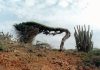 The tree that points west: The ‘Watapana’