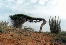 The tree that points west: The ‘Watapana’