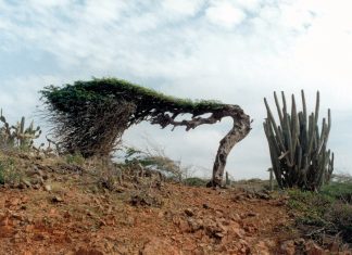 The tree that points west: The ‘Watapana’