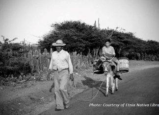 Episode CCCLXXI: Hooves of Heritage: The Animals That Connect Aruba’s Past and Present