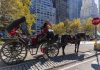 New York votes to ban Central Park horse carriages after decades of debate