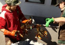 Trapped: Soaring fuel costs hurt Maine lobster industry before midterms
