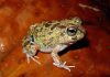 The Aruban native frog ‘Dori’