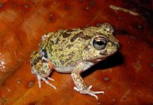 The Aruban native frog ‘Dori’