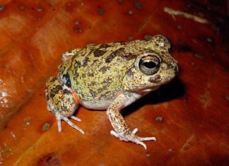 The Aruban native frog ‘Dori’
