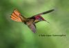 NEW Episode CCCLXXII – 372: The Tiny Messenger of Aruba’s Gardens