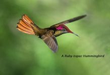 NEW Episode CCCLXXII – 372: The Tiny Messenger of Aruba’s Gardens
