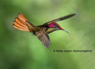 NEW Episode CCCLXXII – 372: The Tiny Messenger of Aruba’s Gardens