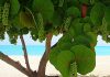 Episode CCCLXXIII – 373: A Living Treasure of Aruba