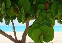 Episode CCCLXXIII – 373: A Living Treasure of Aruba