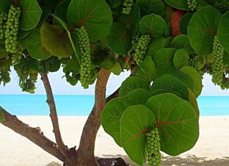 Episode CCCLXXIII – 373: A Living Treasure of Aruba